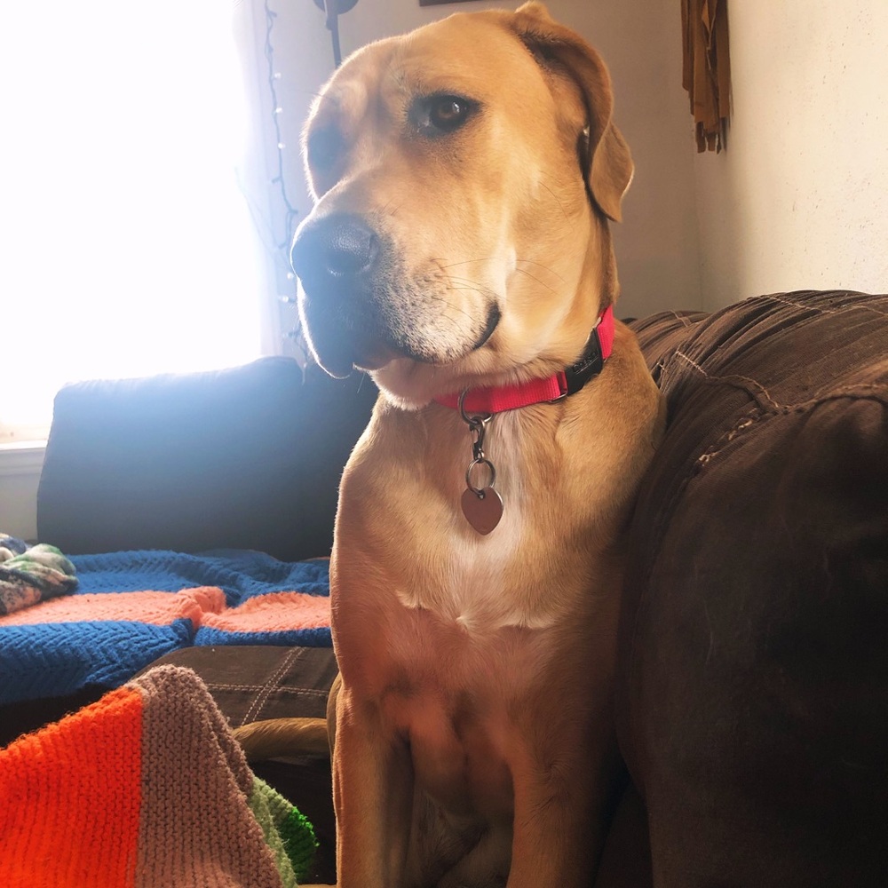 Meet your Posher, Liz